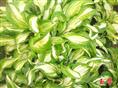 花叶玉簪 
