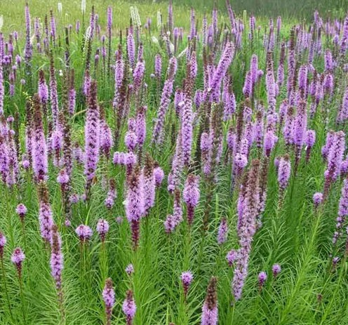 蛇鞭菊-辽宁蛇鞭菊 