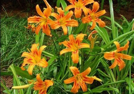 大花萱草 