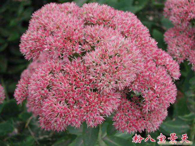粉八宝景天|辽宁粉八宝景天@粉八宝景天 