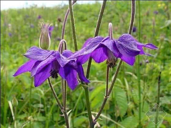 耧斗菜|辽宁耧斗菜 