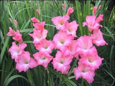 剑兰（唐菖蒲） 