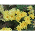 地被菊|辽宁地被菊|地被菊小苗 