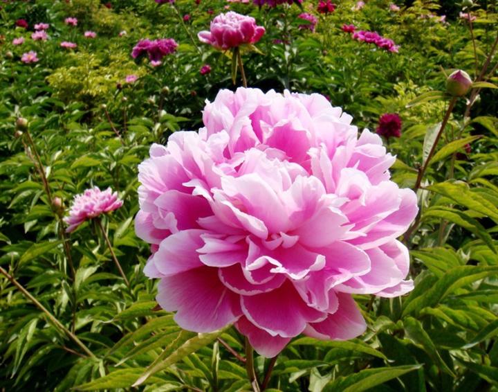 芍药 