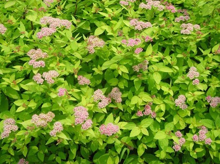 金山绣线菊 