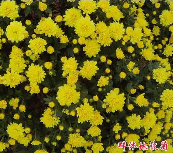 地被菊 