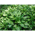 玉簪|东北玉簪&玉簪价格 