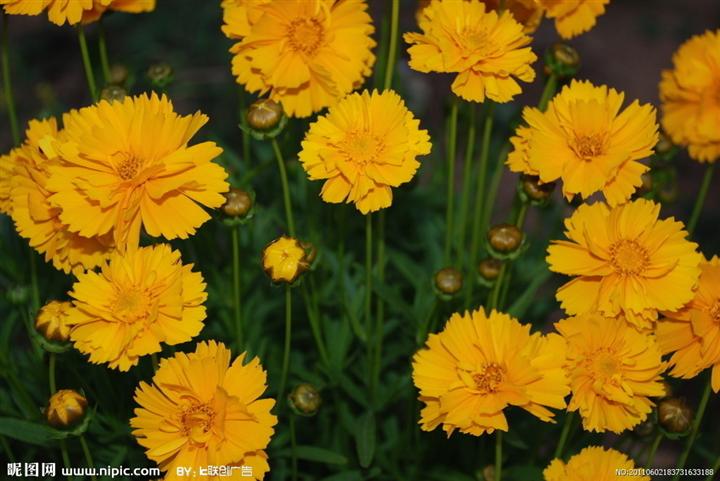 金鸡菊 