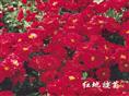 地被菊（红色） 