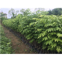 四川海南黄花梨就是什么是海南黄花梨树？