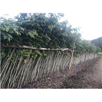 云南海南黄花梨树苗贵吗？