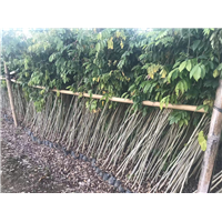 广西海南黄花梨树种植几年可以卖？