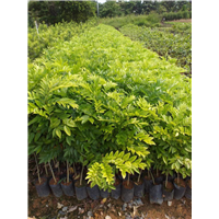 四川海南黄花梨树苗怎么养？