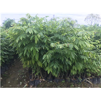 四川黄花梨树苗种植**年需要剪枝吗？