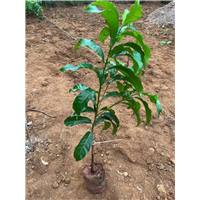 广东黄晶果种植方法