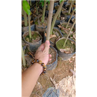 惠州沉香树苗多少钱一颗