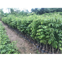 四川海南黄花梨树苗价格是多少钱一棵？