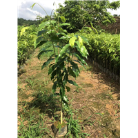 中山沉香木种植