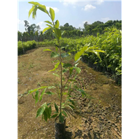 广东沉香苗 沉香苗种植后多少年可结香?