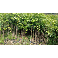 江门沉香树苗一斤