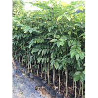 广东海南黄花梨树苗价格是多少钱一棵