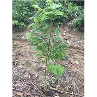 海南黄花梨树苗多少钱一棵正宗海南黄花梨树苗多少钱一棵