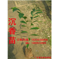 供应沉香苗、正宗海南沉香树苗 