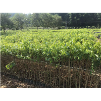 江门沉香树苗种植几年才能结香？沉香树不结香值钱吗？