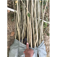 云南海南黄花梨苗木讲述怎么让黄花梨树苗快速生长？