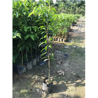 广西沉香树苗的市场前景及结香过程