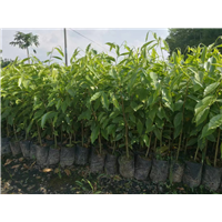 广州沉香苗什么时候种?沉香苗种植方法