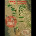 大量供应沉香苗 