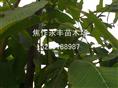 永丰苗木