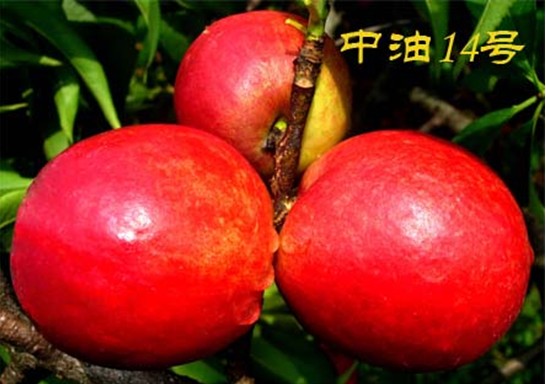 中油桃14号 