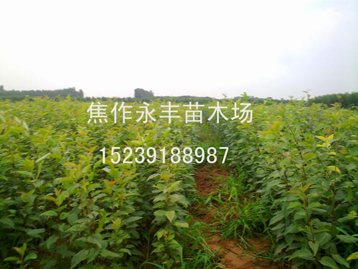 苗木