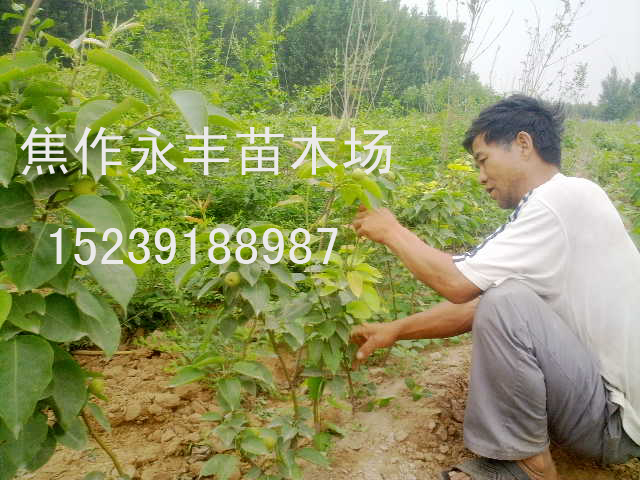永丰苗木