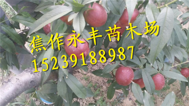 永丰果树苗-河南果树苗基地