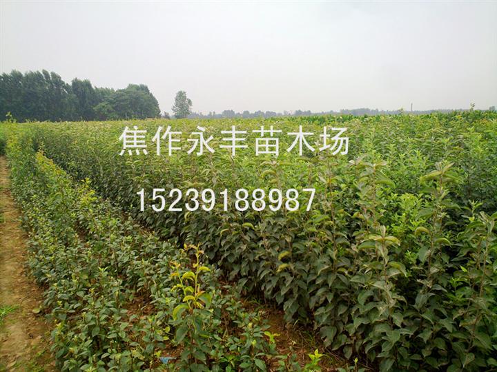 永丰苗木