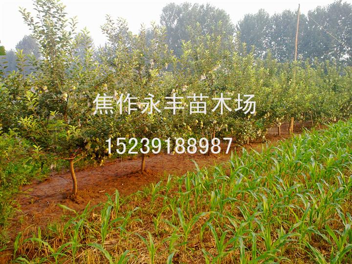 永丰苗木