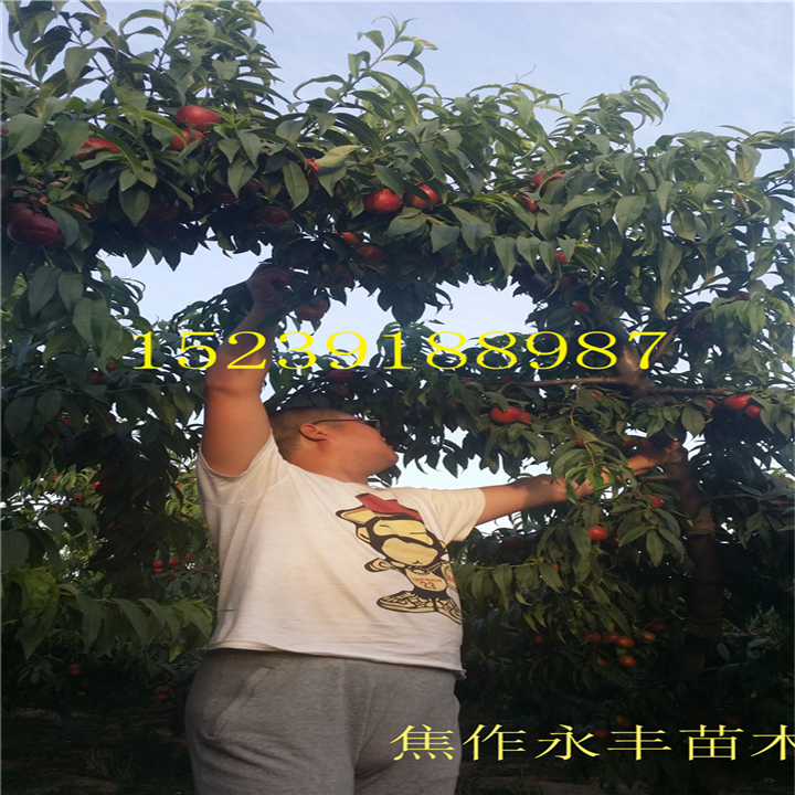 永丰果树苗-河南省桃树苗基地