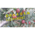 永丰果树苗-河南果树苗基地