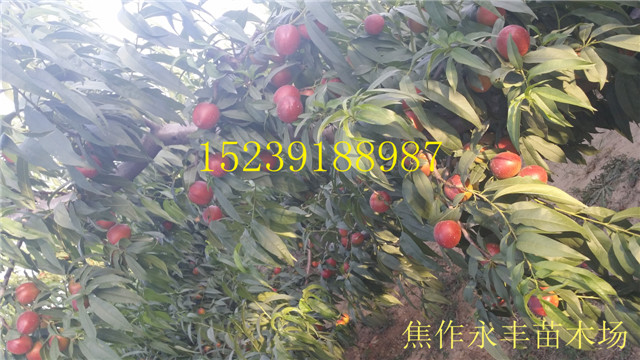 永丰果树苗-河南省果树苗