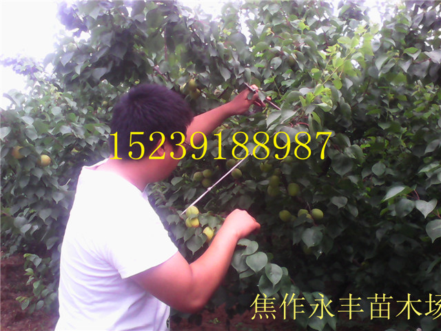 永丰果树苗-河南省果树苗供应
