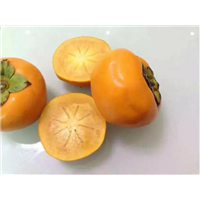 阳丰芽变柿子 