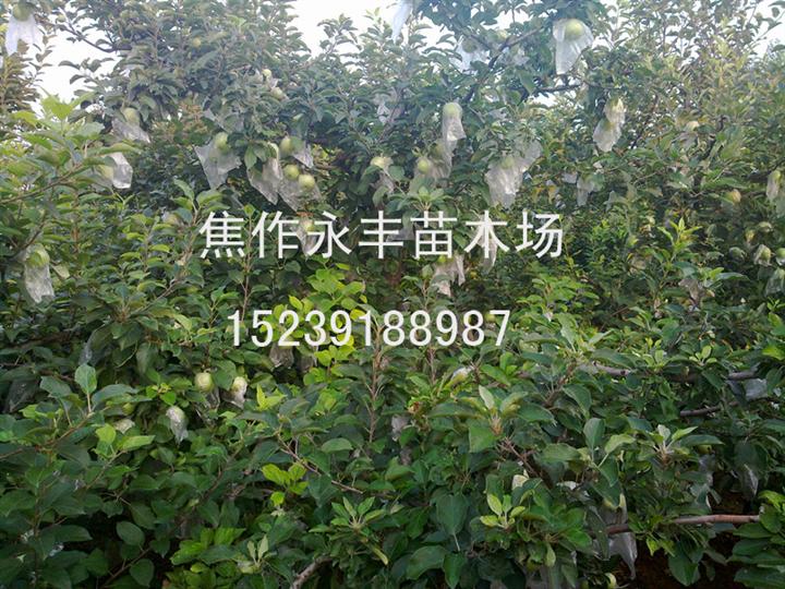 永丰苗木