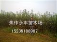 永丰苗木