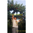 永丰果树苗-河南省桃树苗基地