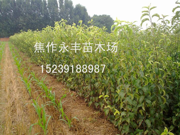 永丰苗木