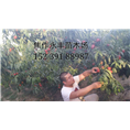永丰果树苗-河南省桃树苗基地