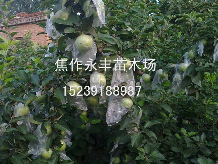永丰苗木